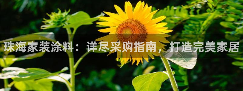 和记pc：珠海家装涂料：详尽采购指南，打造完美家居